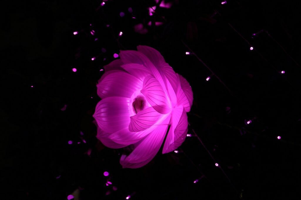 Lotus flower symbolizing creativity, transformation, and growth – visual identity of Lotus Agency